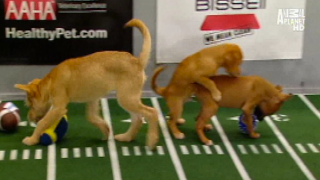 Illustration for article titled Your Obligatory, Adorable Puppy Bowl VII Highlights